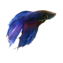 [Avatar]