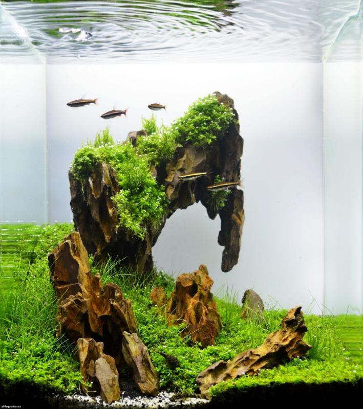 [Thumb - st-aquarium-design-contest-2014-e-47.jpg]