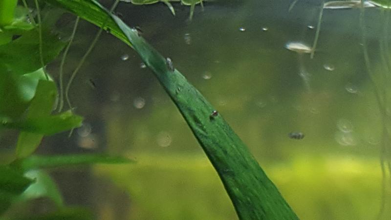 Mici 'insecte' in acvariu