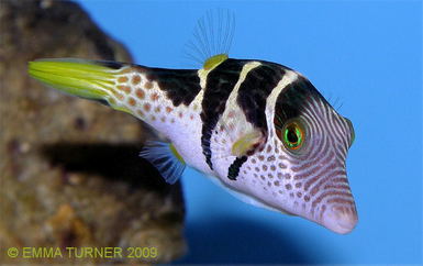 [Thumb - Valentini-Pufferfish-Canthigaster-valentini.png]