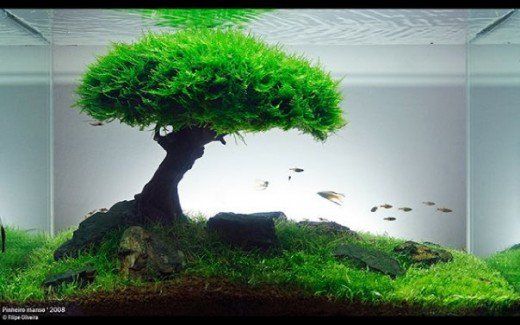 [Thumb - Planted Aquarium Basics_ How to Set Up a Planted Tank.jpeg]