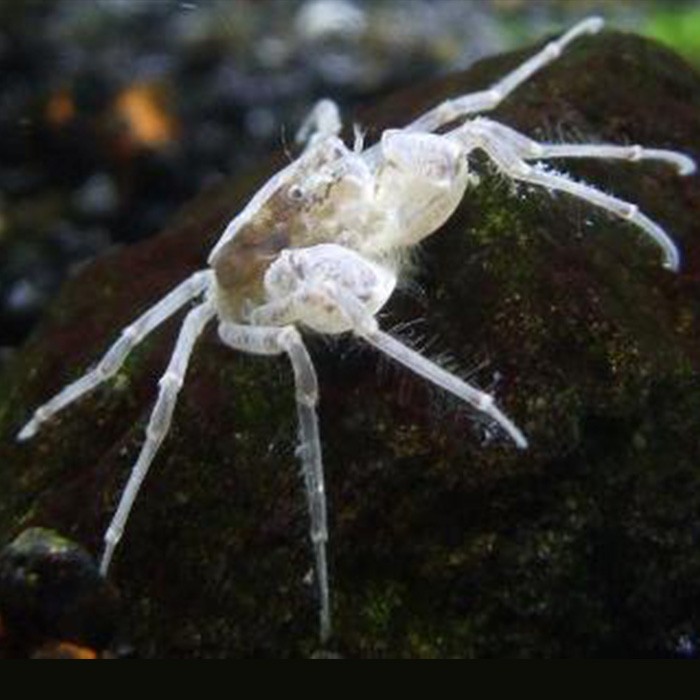 [Thumb - micro-crab-paianjen-thailandez-limnopilos-naiyanetri (2).jpg]