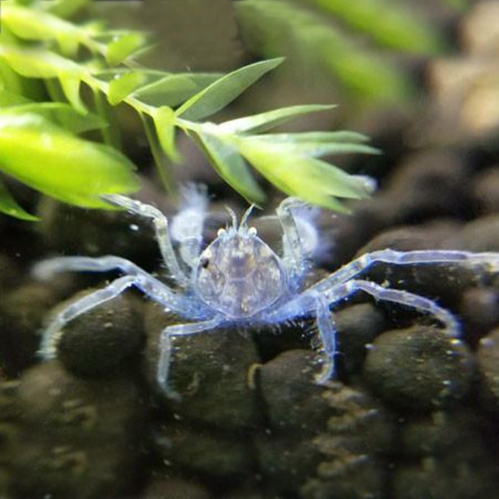[Thumb - micro-crab-paianjen-thailandez-limnopilos-naiyanetri (1).jpg]