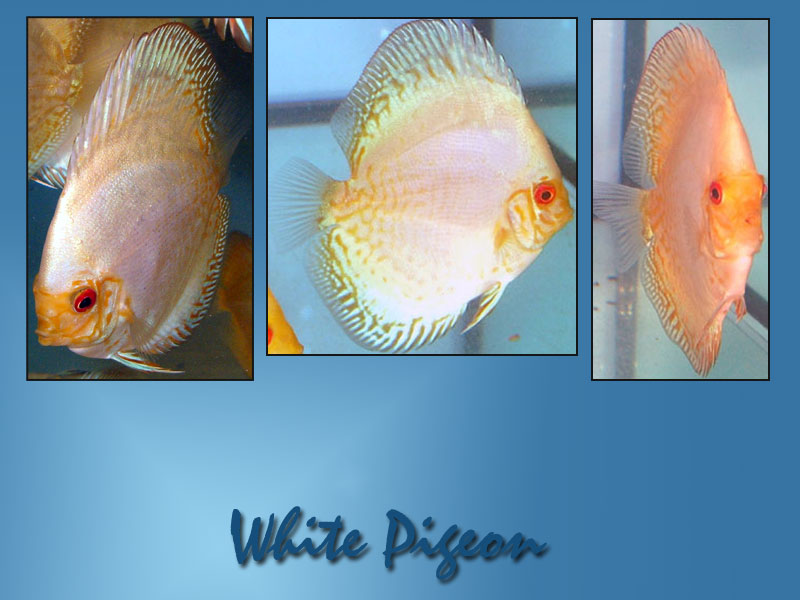 Reef.ro - Discus - Symphysodon discus