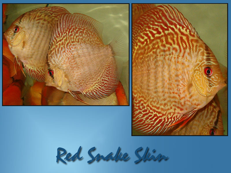 Reef.ro - Discus - Symphysodon discus